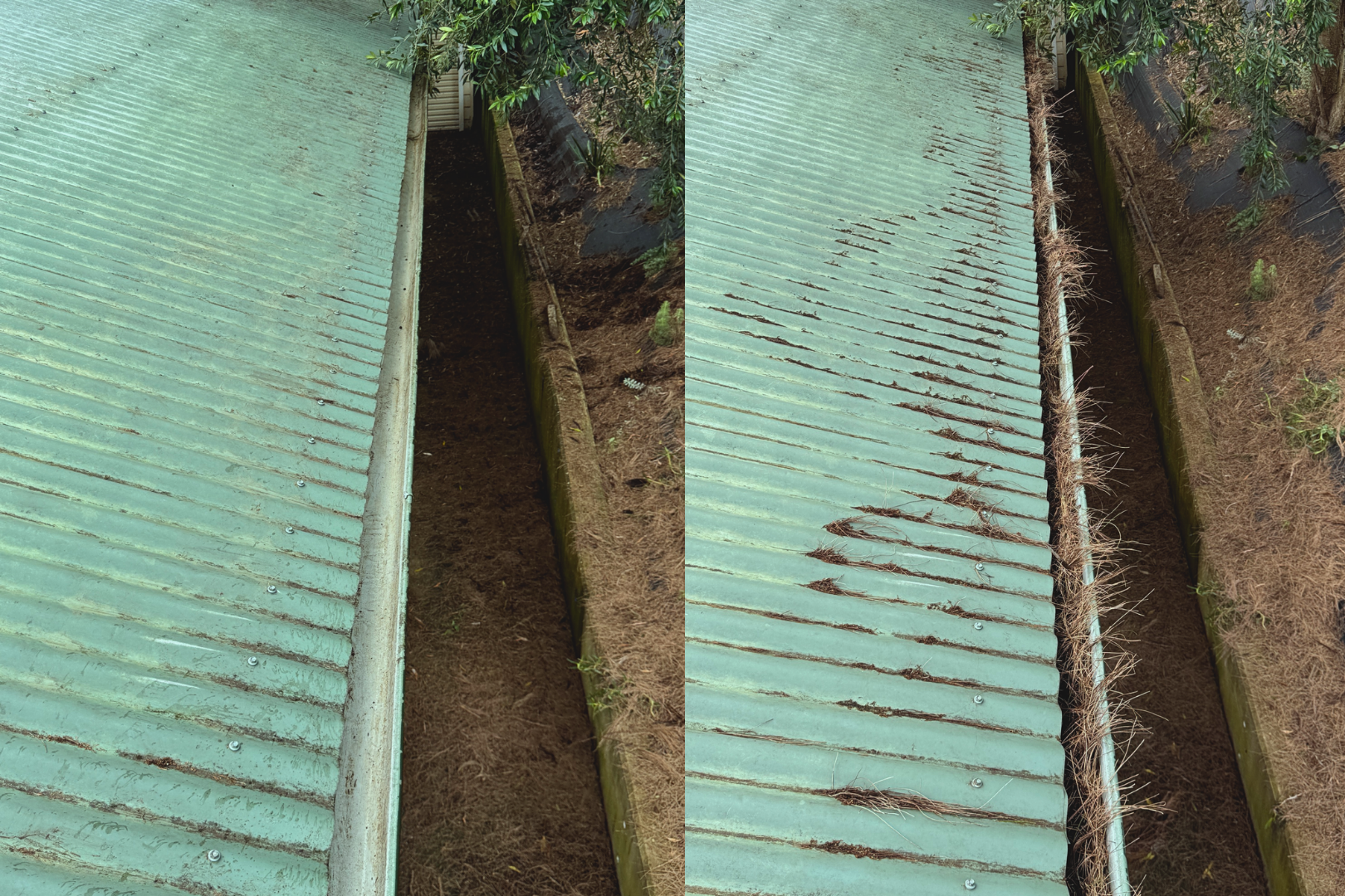 Gutter cleaning removes dense pine needle debris from green metal roof.