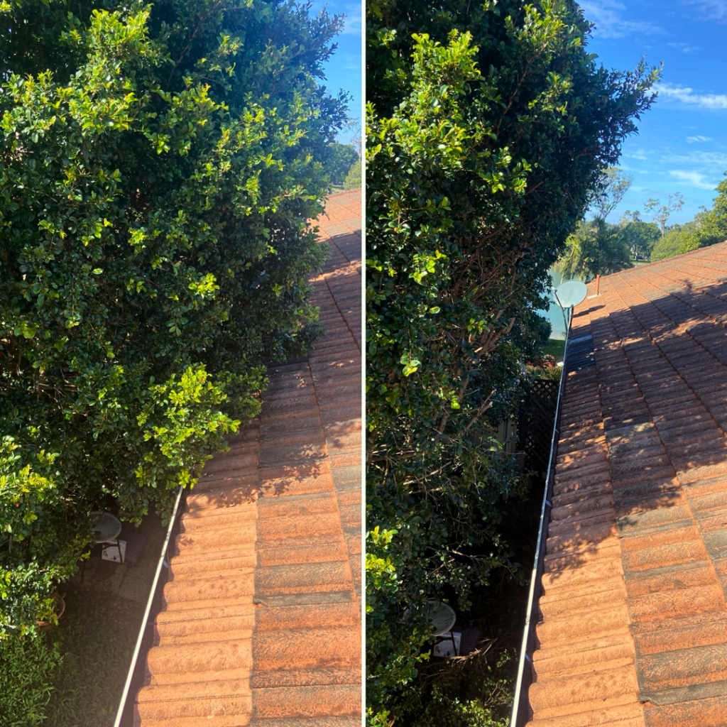 Before and after tree trimming