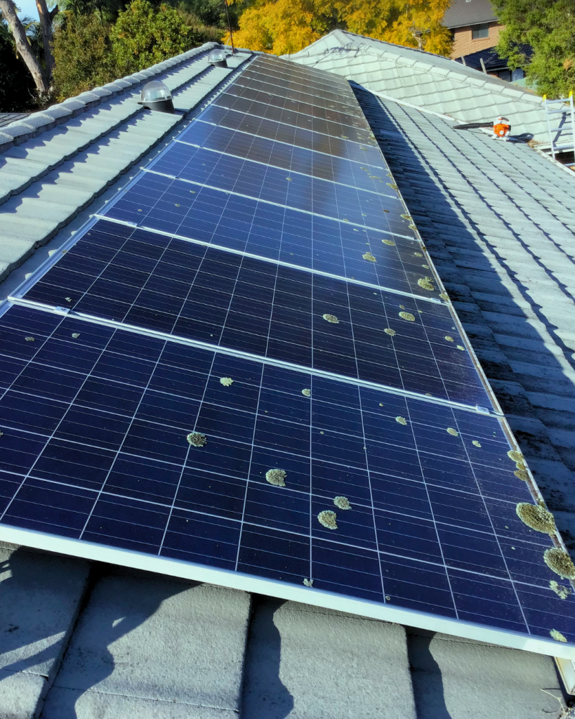 Solar panels covered in lichen growth needing cleaning and treatment.