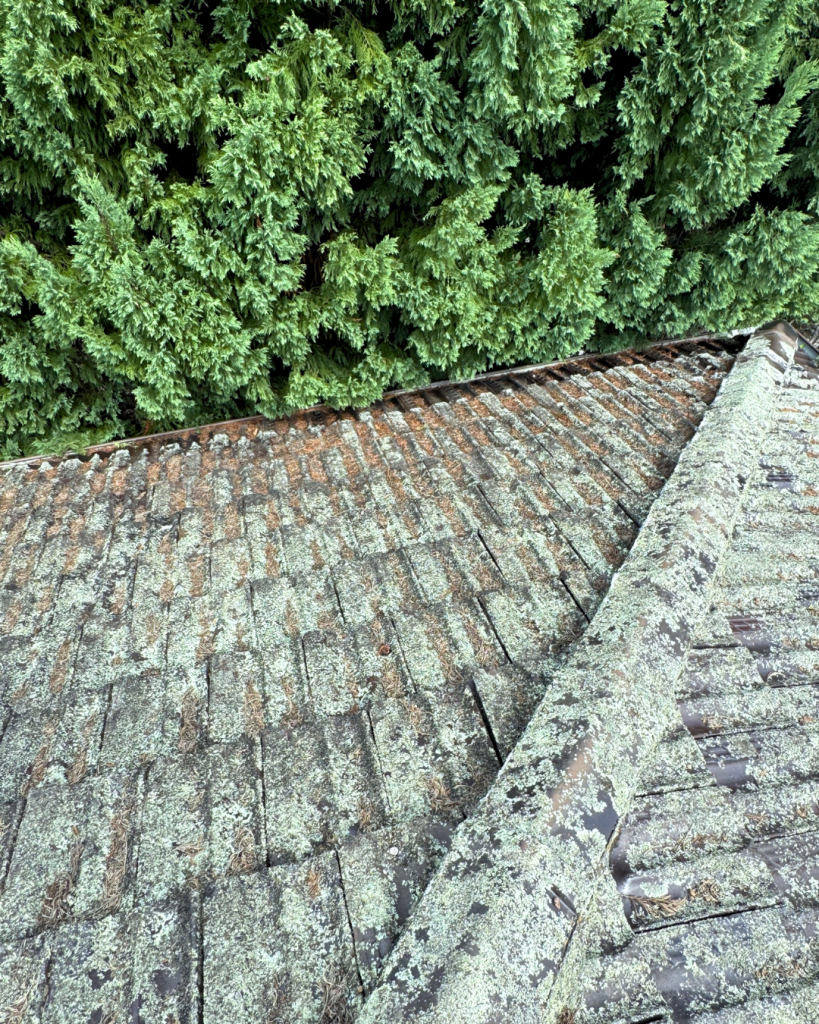 Roof tiles heavily infested with lichen near tall hedge.