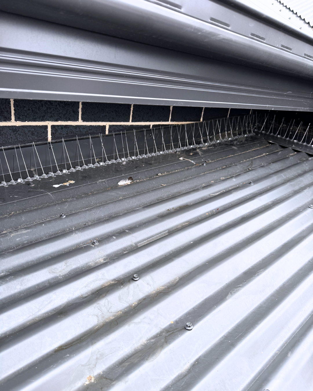 Bird spikes installed on steel ledge to stop nesting