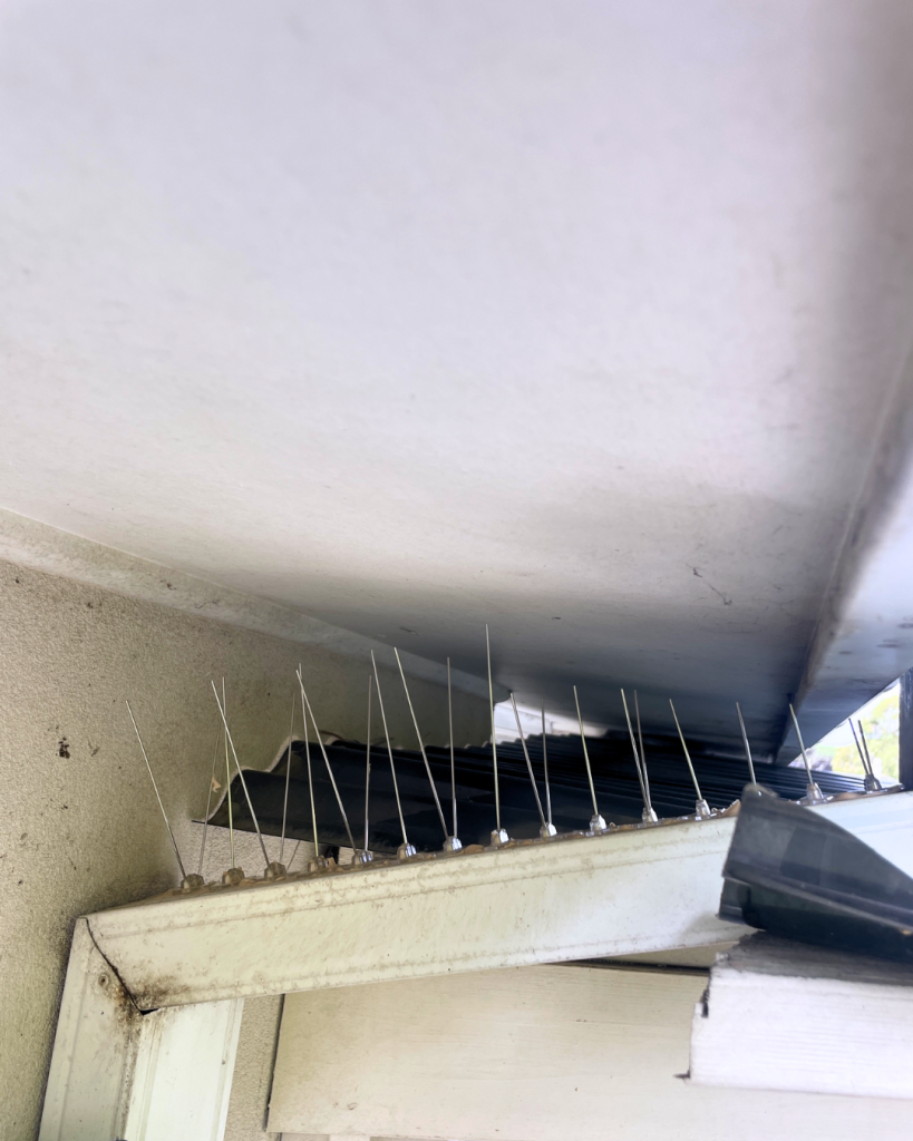 Bird spikes fixed under eave to prevent roosting