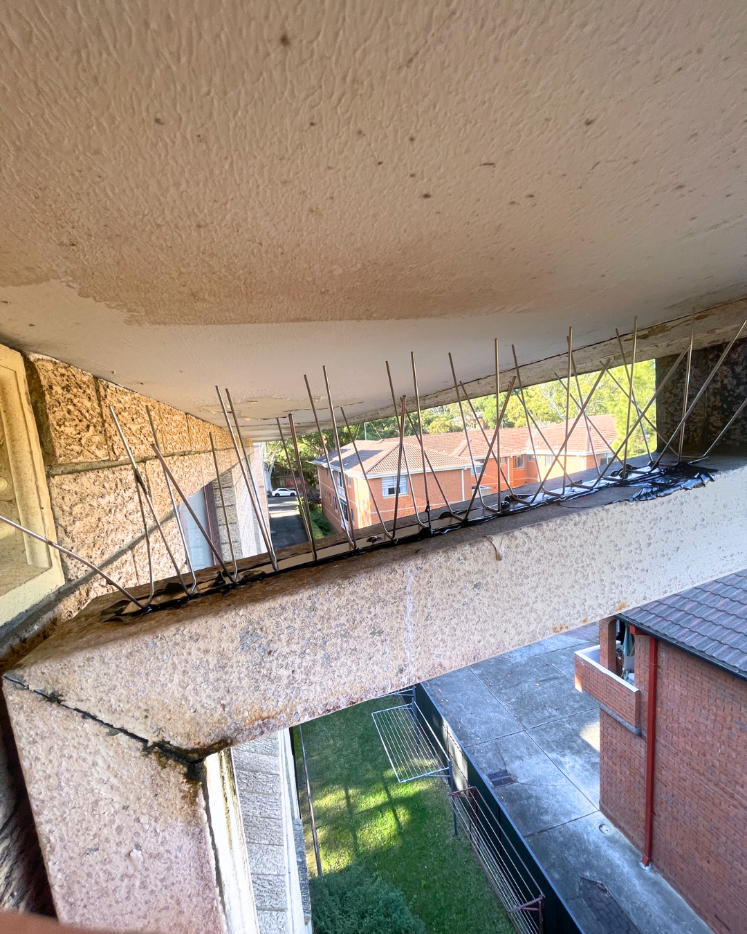 Bird spikes secured on high window ledge for deterrence