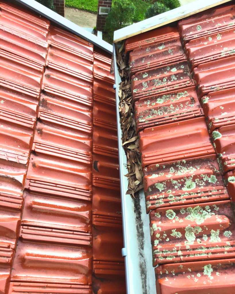 Lichen growth on roof tiles beside leaves clogging the gutter.