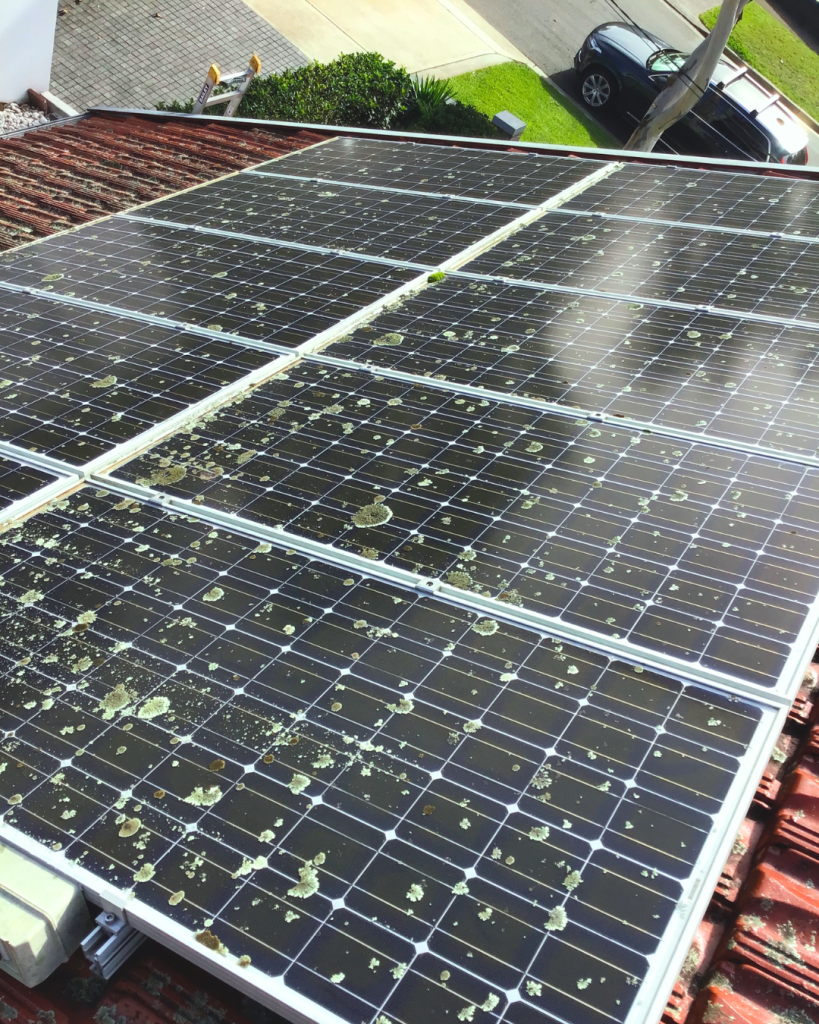 Dirty solar panels covered in heavy lichen growth before cleaning.